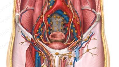 cancer-de-penis-e-linfonodos