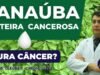 JANAUBA-LEITEIRA-CANCEROSA-DR-CLEUBER-900-×-450-px